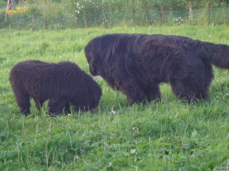 Фото: ньюфаундленд Супер Премиум Линиэль Дайлиррин (Super Premium Liniel Daylirring), и сын Банги
