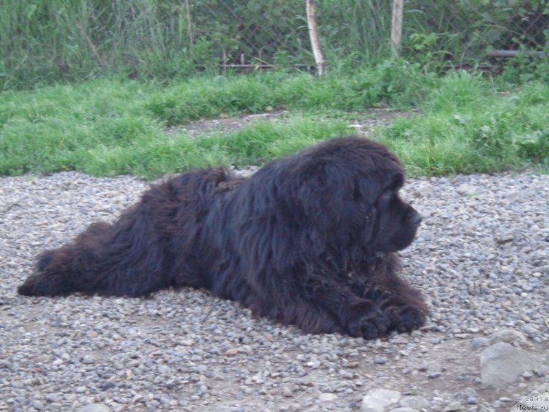 Фото: ньюфаундленд Супер Премиум Нао Дел Трато