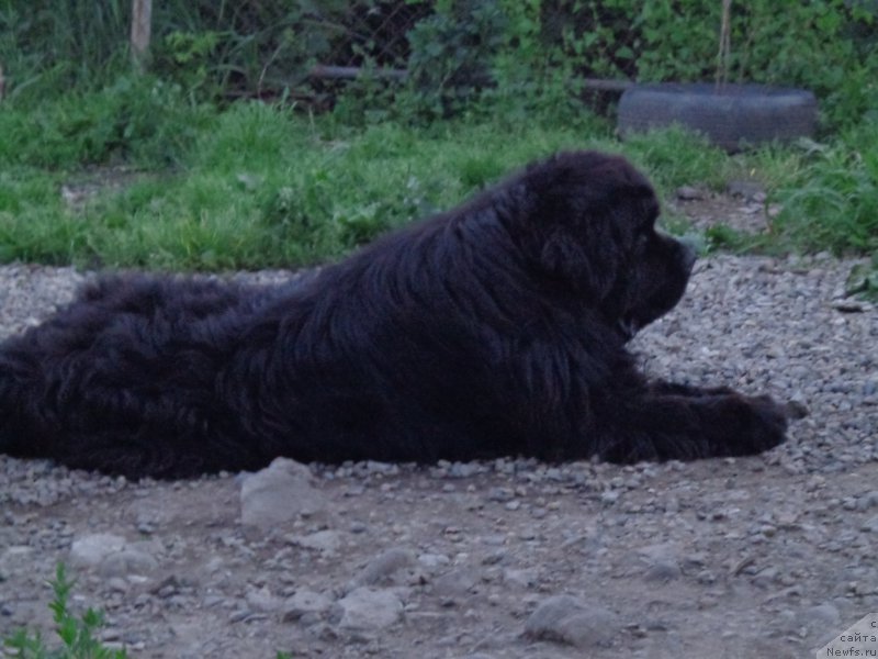 Фото: ньюфаундленд Супер Премиум Нао Дел Трато