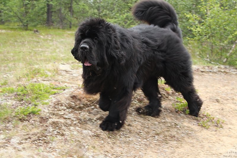 Фото: ньюфаундленд King of Helluland You Shock Me