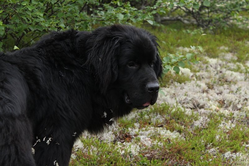 Фото: ньюфаундленд Люк Скайвокер