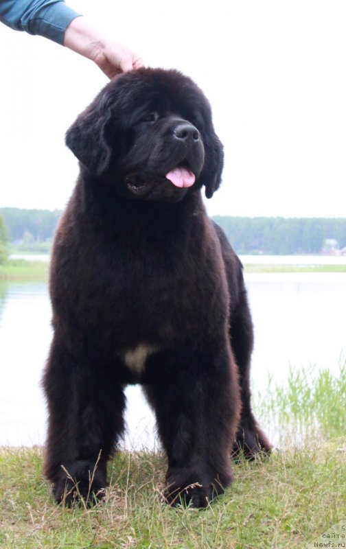 Фото: ньюфаундленд Аквиан Сонг Лаватера (Akvian Song Lavatera)