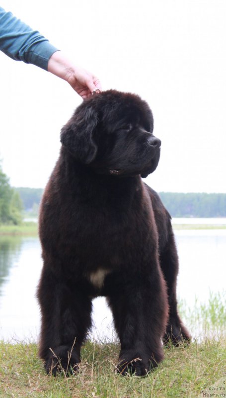 Фото: ньюфаундленд Аквиан Сонг Лаватера (Akvian Song Lavatera)