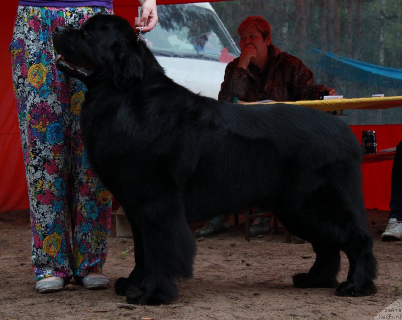 Фото: ньюфаундленд Дар Свезы Стэндс Ту Реасон (Dar Svezy Stands to Reason)