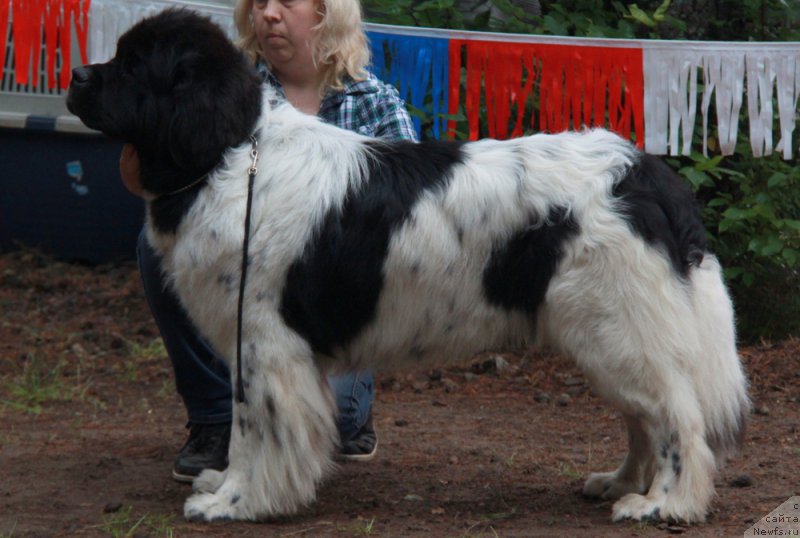 Фото: ньюфаундленд Кипер Соул Ноу Даут Бэст (Keeper Soul Nou Daut Best)