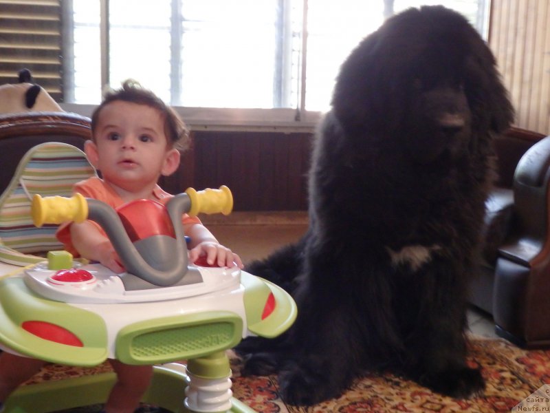 Фото: ньюфаундленд Питерньюф Чао-Какао