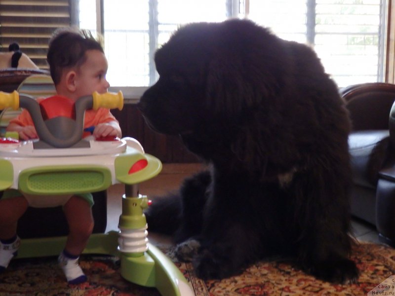 Фото: ньюфаундленд Питерньюф Чао-Какао