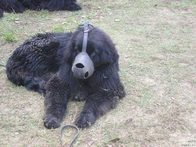 Фото: ньюфаундленд Лесная Сказка Роза Черная