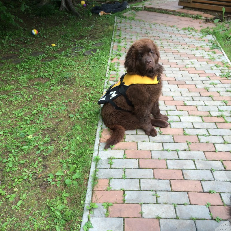 Фото: ньюфаундленд Ньюфорт Васаби