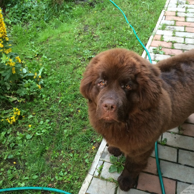 Фото: ньюфаундленд Ньюфорт Васаби