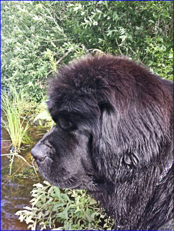 Фото: ньюфаундленд Ньюфорт Тайм'с Голд Алекса