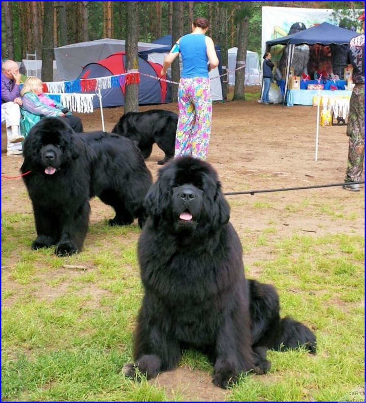 Фото: ньюфаундленд Ньюфорт Тайм'с Голд Алекса