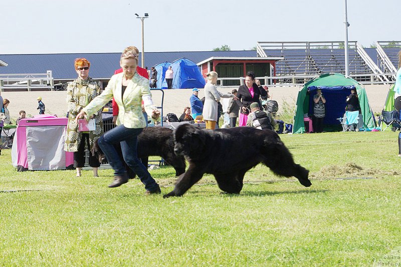 Фото: ньюфаундленд Бегущая по Волнам Харизма (Beguschaya po Volnam Harizma)
