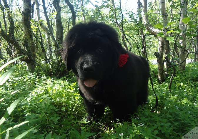 Фото: ньюфаундленд Ньюфорт Ее Величество Виктория