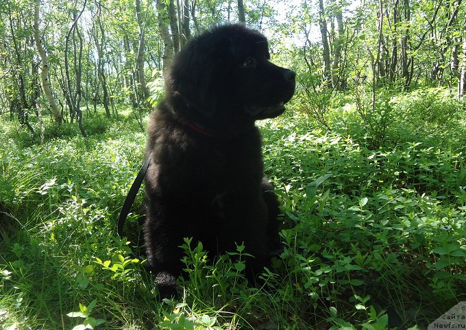 Фото: ньюфаундленд Ньюфорт Ее Величество Виктория