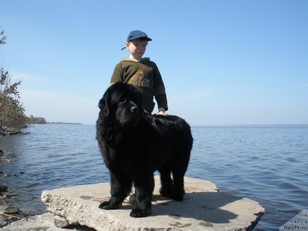 Фото: ньюфаундленд Плюшевая Панда Бархатная Роза (Plushevaya Panda Barhatnaya Roza)