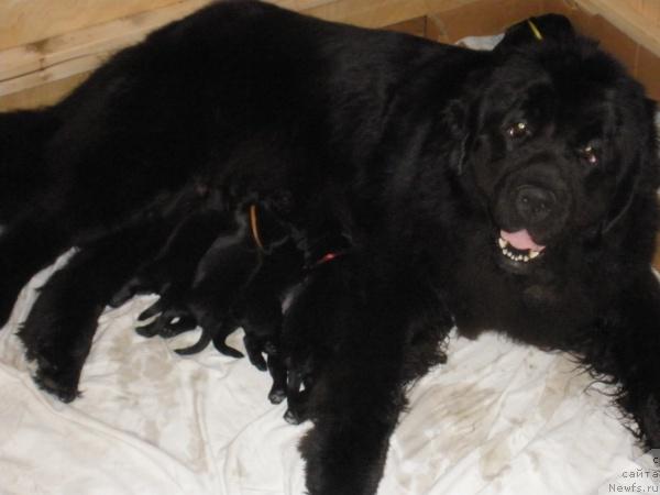 Фото: ньюфаундленд Плюшевая Панда Бархатная Роза (Plushevaya Panda Barhatnaya Roza)