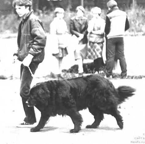 Фото: ньюфаундленд Инда