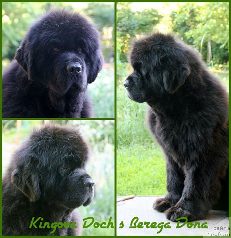 Фото: ньюфаундленд Кингова Дочь с Берега Дона (Kingova Doch s Berega Dona)