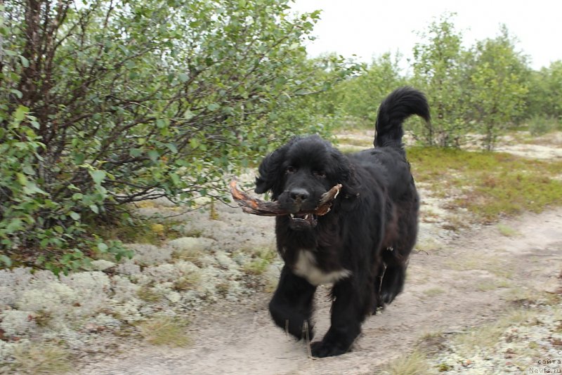 Фото: ньюфаундленд Люк Скайвокер