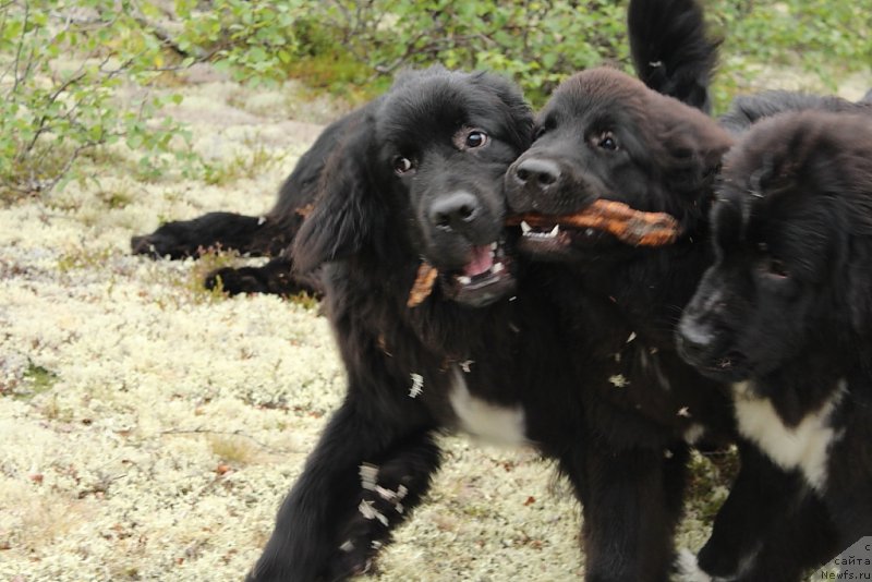 Фотография № 186816