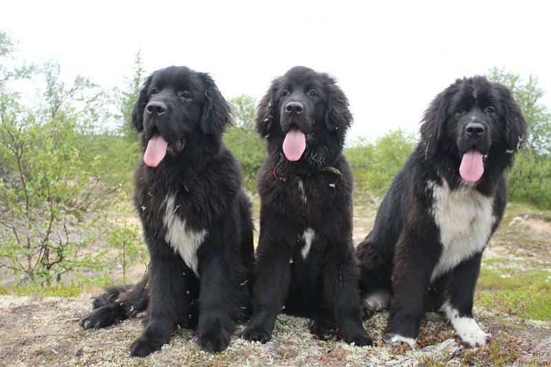 Фотография № 186818