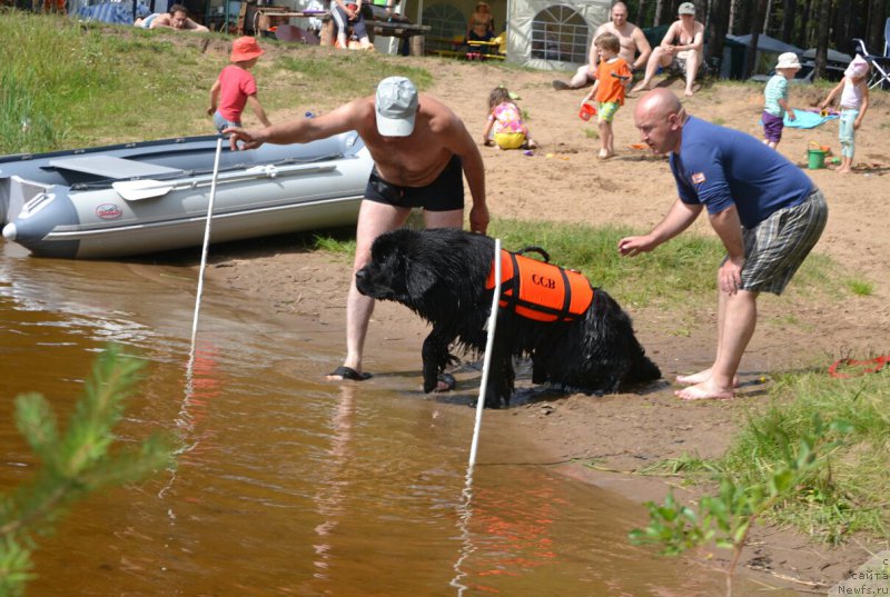 Фото: ньюфаундленд Назар Вятский Медведь (Nazar Vyatskiy Medved)