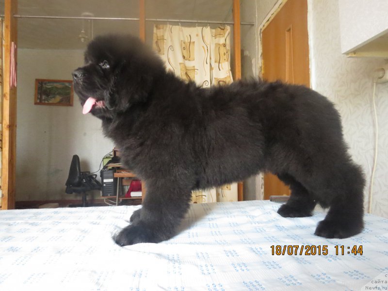 Фото: ньюфаундленд Хит Шелико Гранд Чероки Блэк