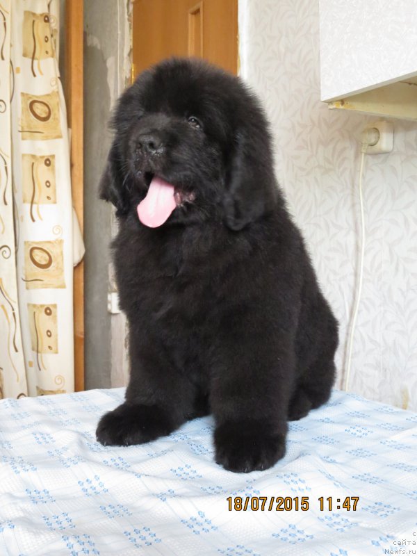 Фото: ньюфаундленд Хит Шелико Гранд Чероки Блэк