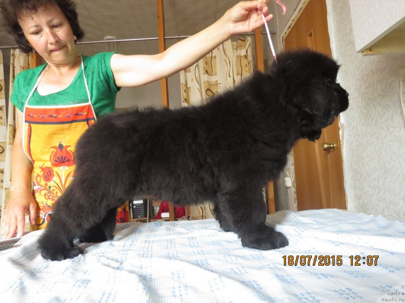 Фото: ньюфаундленд Хит Шелико Гэлэкси Стар