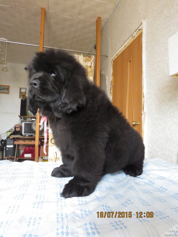 Фото: ньюфаундленд Хит Шелико Грейтсфул Гем