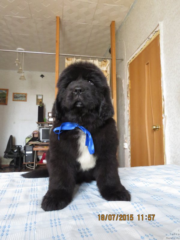 Фото: ньюфаундленд Хит Шелико Гламурная Штучка