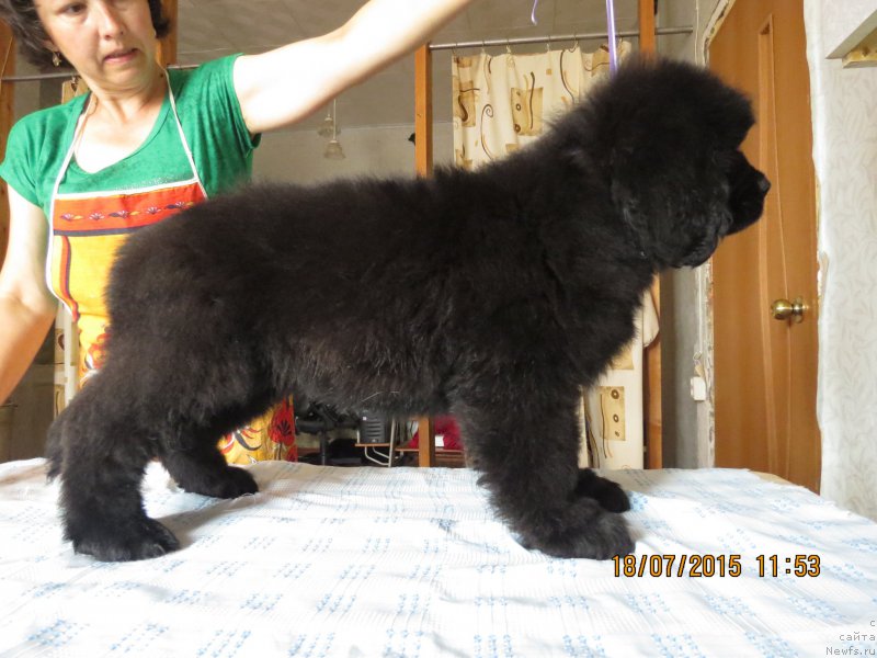 Фото: ньюфаундленд Хит Шелико Грейтсфул Гем