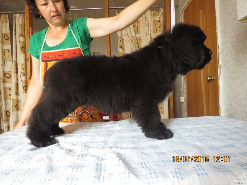 Фото: ньюфаундленд Хит Шелико Герл фо Хэппиенс