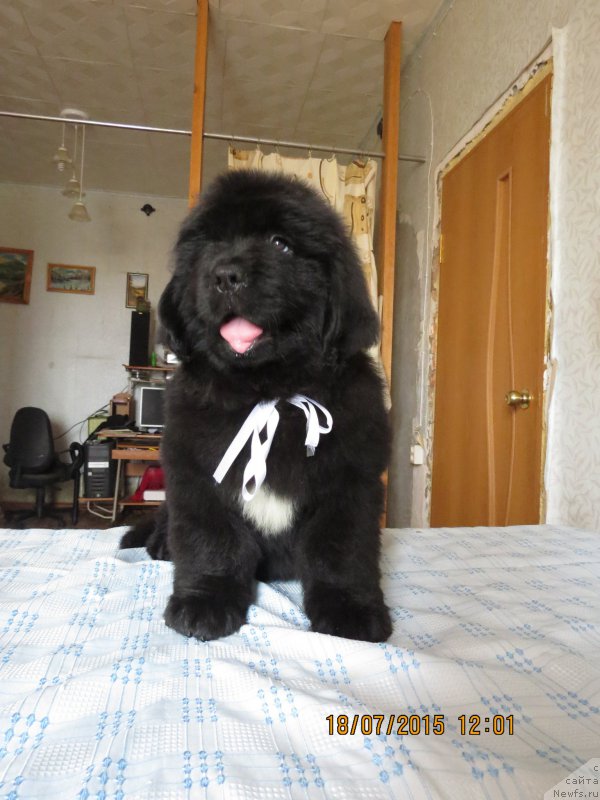 Фото: ньюфаундленд Хит Шелико Герл фо Хэппиенс