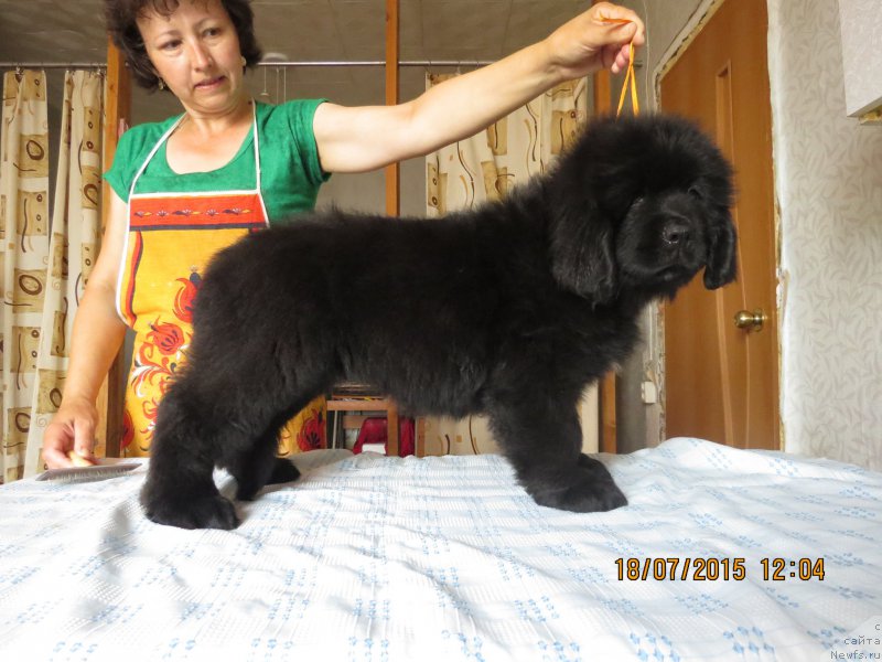 Фото: ньюфаундленд Хит Шелико Гармония Души