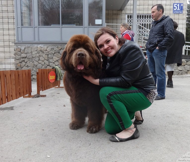 Фото: ньюфаундленд Акватория Келвин Редс Бегин энд Вин (Aquatoriya Kelvin Reds Begin and Win), Екатерина Жиронкина