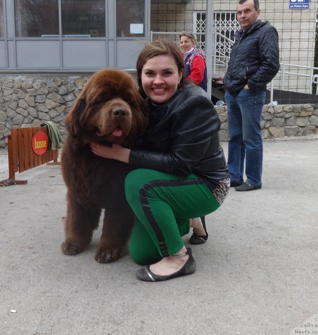 Фото: ньюфаундленд Акватория Келвин Редс Бегин энд Вин (Aquatoriya Kelvin Reds Begin and Win), Екатерина Жиронкина