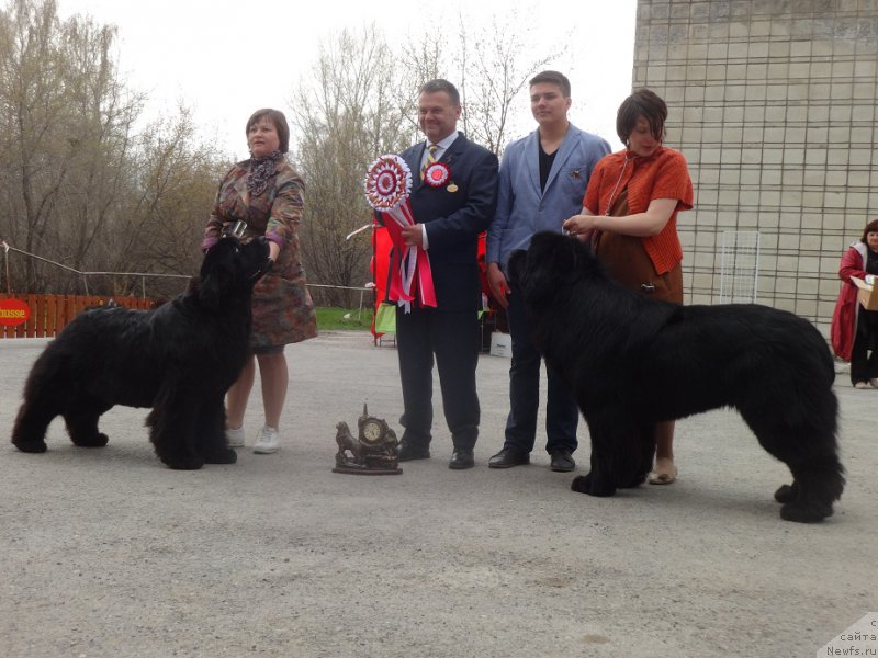 Фото: ньюфаундленд Акватория Келвин Фифа (Aquatoriya Kelvin Fifa), Татьяна Абутова, Людмила Кудрявцева, Владимир Игнатенко, Attila Soos, ньюфаундленд Midnight Lady's Morning Glory