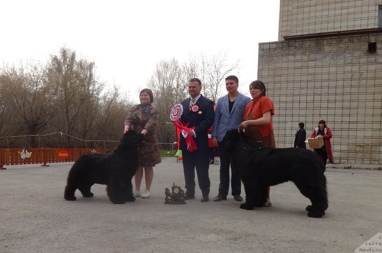 Фото: ньюфаундленд Акватория Келвин Фифа (Aquatoriya Kelvin Fifa), Татьяна Абутова, Людмила Кудрявцева, Attila Soos, ньюфаундленд Midnight Lady's Morning Glory