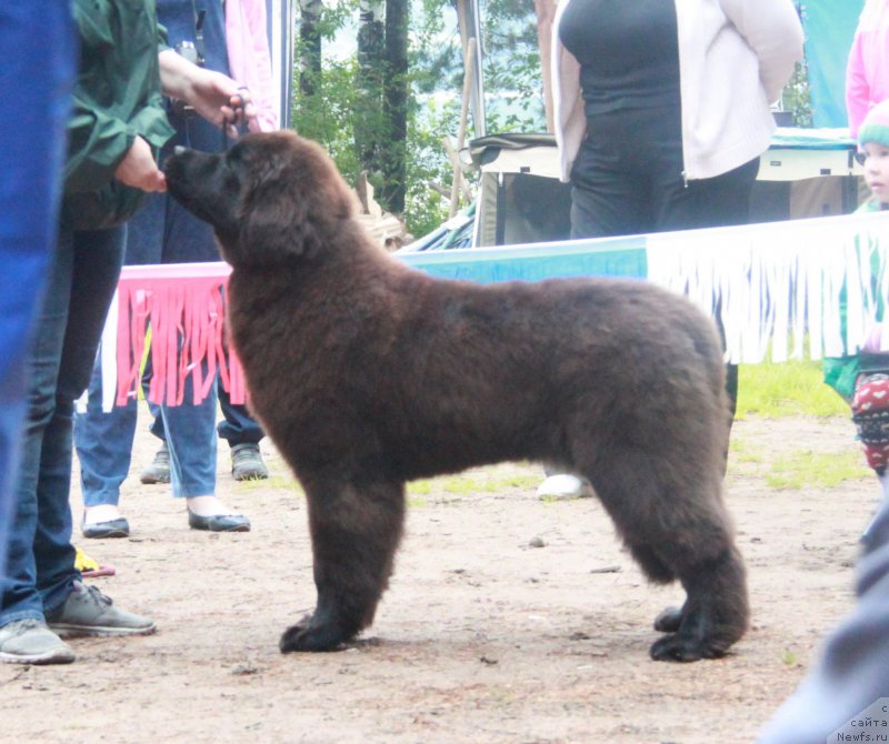Фото: ньюфаундленд Акватория Келвин Глория (Aquatoriya Kelvin Gloria)