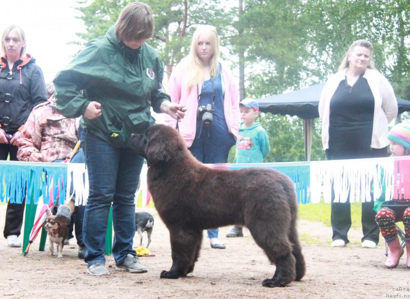 Фото: ньюфаундленд Акватория Келвин Глория (Aquatoriya Kelvin Gloria)