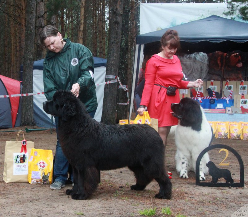 Фото: ньюфаундленд Акватория Келвин Юник Малина Стайл (Aquatoriya Kelvin Yunique Malina Style)