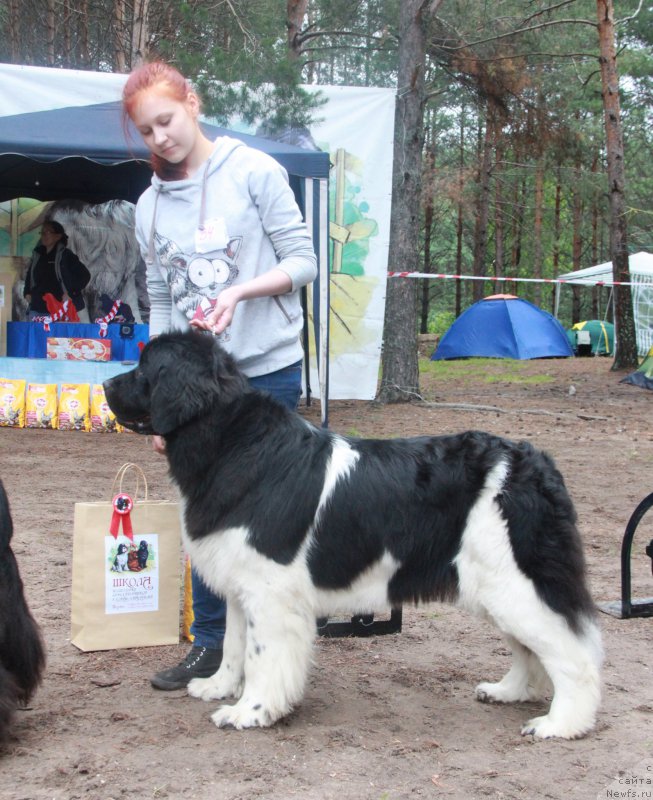 Фото: ньюфаундленд Кипер Соул Нью Стар (Keeper Soul New Star)