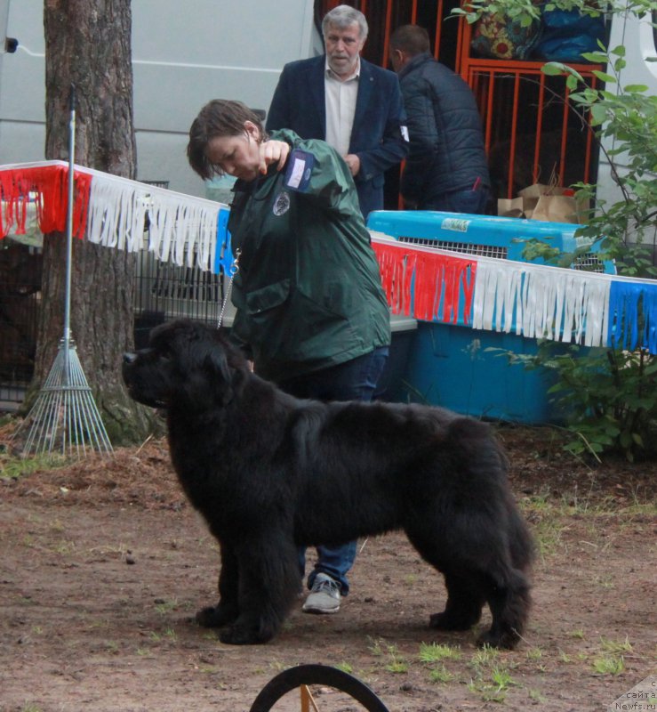 Фото: ньюфаундленд Бегущая по Волнам Фрозен Веату (Beguschaya po Volnam Frozen Beauty)
