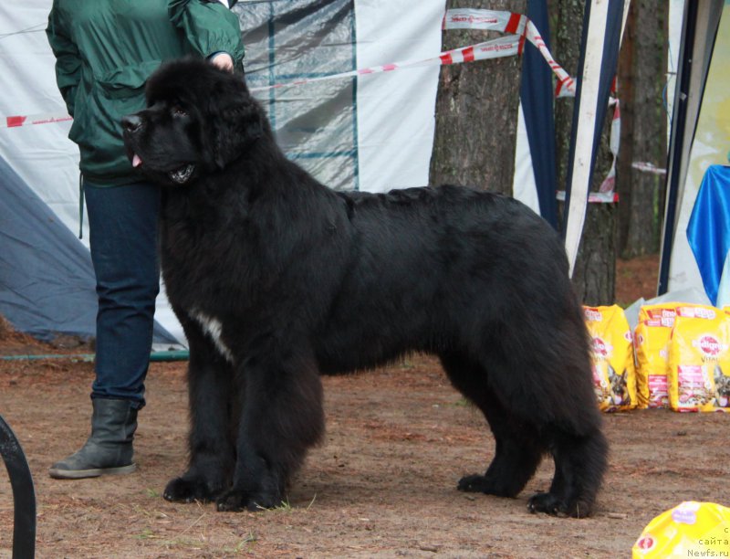 Фото: ньюфаундленд Акватория Келвин Ют Гай