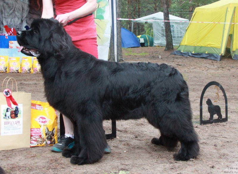Фото: ньюфаундленд Моон Броок Атабаска