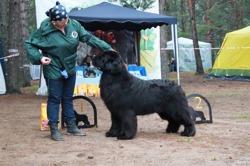 Фото: ньюфаундленд Акватория Келвин Фром Сибириа эт Каюга (Aquatoriya Kelvin From Siberia at Cayuga)