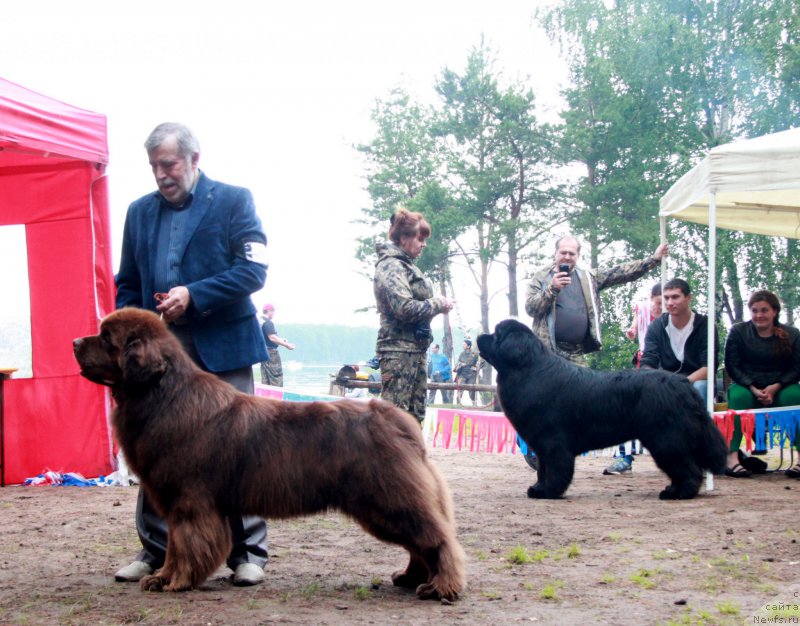 Фото: ньюфаундленд Акватория Келвин Редс Бегин энд Вин (Aquatoriya Kelvin Reds Begin and Win), ньюфаундленд Ньюфорт Шон Волмари Триумф (Njufort Shawn Wallmar Triumph)