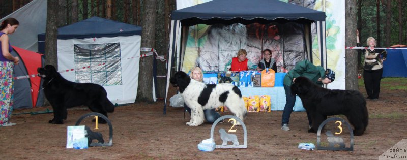 Фото: ньюфаундленд Дар Свезы Стэндс Ту Реасон (Dar Svezy Stands to Reason), ньюфаундленд Кипер Соул Ноу Даут Бэст (Keeper Soul Nou Daut Best), ньюфаундленд Акватория Келвин Фэйс Контрол (Aquatoriya Kelvin Fase Control)